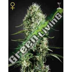 1 UND FEM - SUPER SILVER HAZE * GREEN HOUSE 1 UND FEMINIZADAS