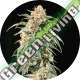 15 UND REG - AUTO TAO MIX 2 * TOP TAO SEEDS 15 UND REGULARES