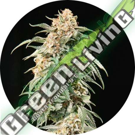 15 UND REG - AUTO TAO MIX 2 * TOP TAO SEEDS 15 UND REGULARES