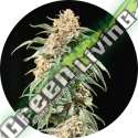 15 UND REG - AUTO TAO MIX 2 * TOP TAO SEEDS 15 UND REGULARES