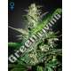 1 UND FEM - SUPER CRITICAL AUTO * GREEN HOUSE 1 UND FEMINIZADAS