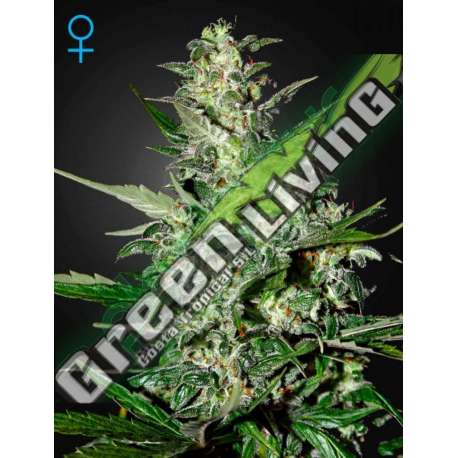 1 UND FEM - SUPER CRITICAL AUTO * GREEN HOUSE 1 UND FEMINIZADAS