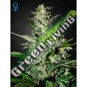 1 UND FEM - SUPER CRITICAL AUTO * GREEN HOUSE 1 UND FEMINIZADAS