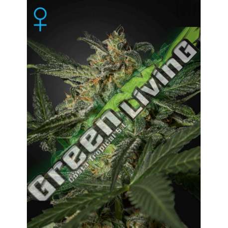 1 UND FEM - WHITE WIDOW AUTO * GREEN HOUSE 1 UND FEMINIZADAS