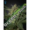 1 UND FEM - WHITE WIDOW AUTO * GREEN HOUSE 1 UND FEMINIZADAS