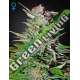 1 UND FEM - SUPER LEMON HAZE AUTO * GREEN HOUSE 1 UND FEMINIZADAS