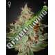 1 UND FEM - LEMON SKUNK * GREEN HOUSE 1 UND FEMINIZADAS