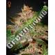 1 UND FEM - PURE KUSH * GREEN HOUSE 1 UND FEMINIZADAS