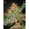 1 UND FEM - PURE KUSH * GREEN HOUSE 1 UND FEMINIZADAS