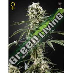 1 UND FEM - SUPER LEMON HAZE * GREEN HOUSE 1 UND FEMINIZADAS