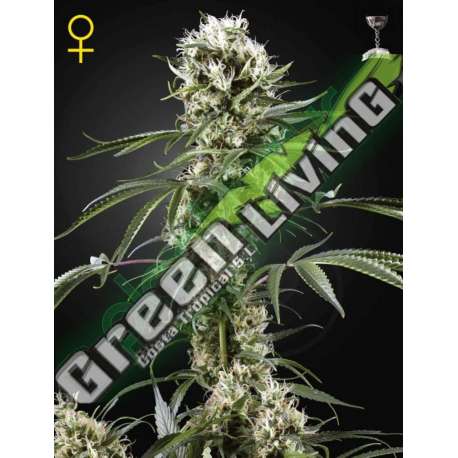 1 UND FEM - SUPER LEMON HAZE * GREEN HOUSE 1 UND FEMINIZADAS