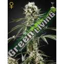 1 UND FEM - SUPER LEMON HAZE * GREEN HOUSE 1 UND FEMINIZADAS