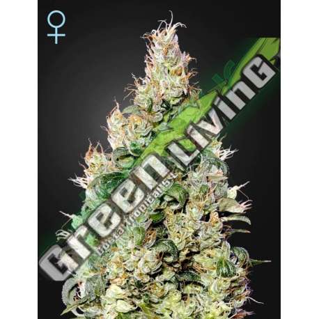 1 UND FEM - EXODUS CHEESE AUTO CBD * GREEN HOUSE 1 UND FEMINIZADAS