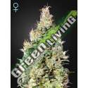 1 UND FEM - EXODUS CHEESE AUTO CBD * GREEN HOUSE 1 UND FEMINIZADAS