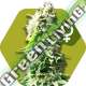 10 UND FEM - SKUNK * ZAMBEZA SEEDS 10 UND FEMINIZADAS