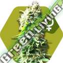 10 UND FEM - SKUNK * ZAMBEZA SEEDS 10 UND FEMINIZADAS