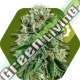 5 UND FEM - OG BUBBLE GUM AUTO * ZAMBEZA SEEDS 5 UND FEMINIZADAS