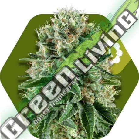 5 UND FEM - OG BUBBLE GUM AUTO * ZAMBEZA SEEDS 5 UND FEMINIZADAS