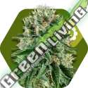 5 UND FEM - OG BUBBLE GUM AUTO * ZAMBEZA SEEDS 5 UND FEMINIZADAS