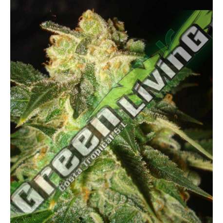 12 UND FEM - PAKISTAN RYDER (AUTOFLOWERING C.) * WORLD OF SEEDS 12 UND FEMINIZADAS