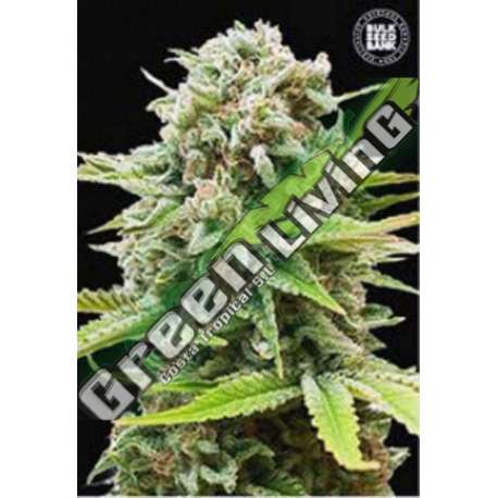 10 UND FEM - AUTO GUERILLA GLUE * BULK SEED 10 UND FEM