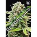 10 UND FEM - AUTO GUERILLA GLUE * BULK SEED 10 UND FEM