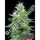 6 UND FEM - GORILLA CANDY * EVA SEEDS 6 UND FEMINIZADAS