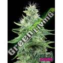 6 UND FEM - GORILLA CANDY * EVA SEEDS 6 UND FEMINIZADAS