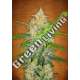 1 UND FEM - ZKITTLEZ AUTO * FASTBUDS SEEDS FEMINIZADA 1 UND