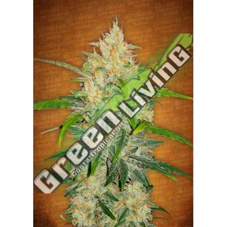 1 UND FEM - ZKITTLEZ AUTO * FASTBUDS SEEDS FEMINIZADA 1 UND