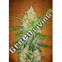 1 UND FEM - ZKITTLEZ AUTO * FASTBUDS SEEDS FEMINIZADA 1 UND