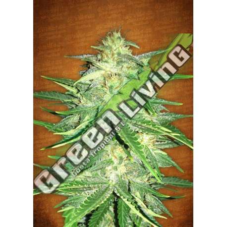 1 UND FEM - LEMON AK AUTO * FASTBUDS SEEDS FEMINIZADA 1 UND