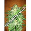 1 UND FEM - LEMON AK AUTO * FASTBUDS SEEDS FEMINIZADA 1 UND