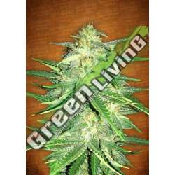 10 UND FEM - LEMON AK AUTO * FASTBUDS SEEDS FEMINIZADA 10 UND