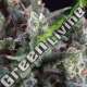 1 UND FEM - AUTO OLYMPIA PYRAMID SEEDS 1 UND FEMINIZADA