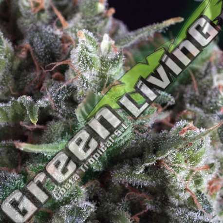 1 UND FEM - AUTO OLYMPIA PYRAMID SEEDS 1 UND FEMINIZADA