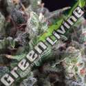 1 UND FEM - AUTO OLYMPIA PYRAMID SEEDS 1 UND FEMINIZADA