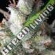 1 UND FEM - AUTO RAMSES PYRAMID SEEDS 1 UND FEMINIZADA