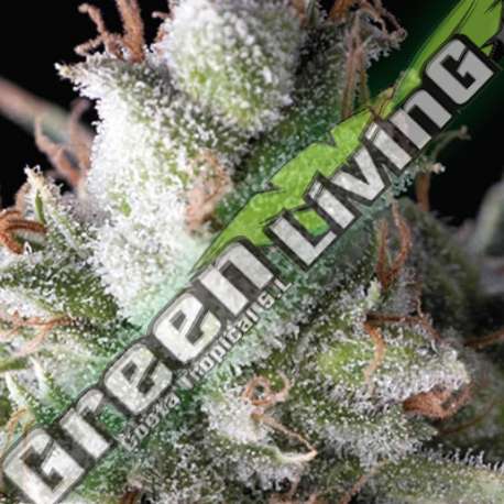 1 UND FEM - AUTO RAMSES PYRAMID SEEDS 1 UND FEMINIZADA
