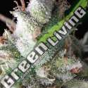 1 UND FEM - AUTO RAMSES PYRAMID SEEDS 1 UND FEMINIZADA