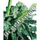 1 UND FEM - SENSI SKUNK SENSI SEEDS FEMINIZADA 1 UND