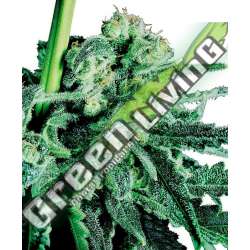 1 UND FEM - SENSI SKUNK SENSI SEEDS FEMINIZADA 1 UND