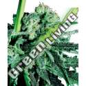 1 UND FEM - SENSI SKUNK SENSI SEEDS FEMINIZADA 1 UND