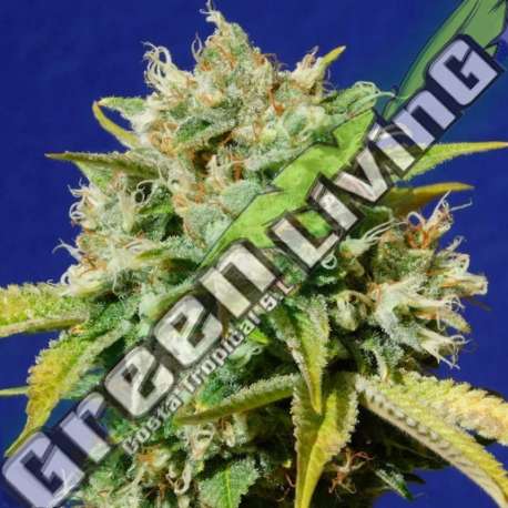 1 UND FEM - SWEET PEACH AUTO CBD ORIGINAL SENSIBLE 1 UND FEM