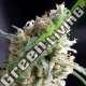 1 UND FEM - KUKULKAN PYRAMID SEEDS 1 UND FEMINIZADA