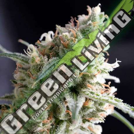 1 UND FEM - KUKULKAN PYRAMID SEEDS 1 UND FEMINIZADA