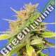 1 UND FEM - GIRL SCOUT COOKIES AUTO ORIGINAL SENSIBLE 1 UND FEMINIZADA
