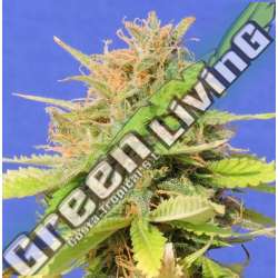 1 UND FEM - GIRL SCOUT COOKIES AUTO ORIGINAL SENSIBLE 1 UND FEMINIZADA
