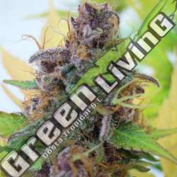 1 UND FEM - GELATO AUTO ORIGINAL SENSIBLE 1 UND FEMINIZADA