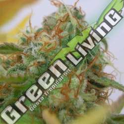 1 UND FEM - GORILLA GLUE 4 AUTO ORIGINAL SENSIBLE 1 UND FEMINIZADA